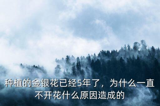 種植的金銀花已經(jīng)5年了，為什么一直不開花什么原因造成的