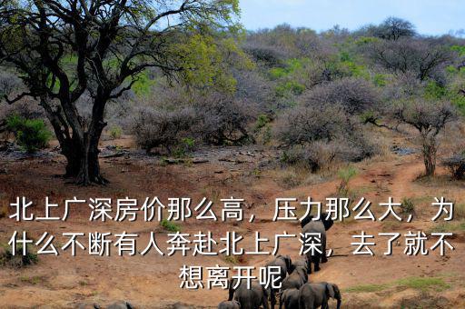 為什么北上廣深樓市,北上廣深房價(jià)那么高