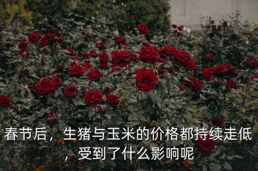 春節(jié)后，生豬與玉米的價格都持續(xù)走低，受到了什么影響呢