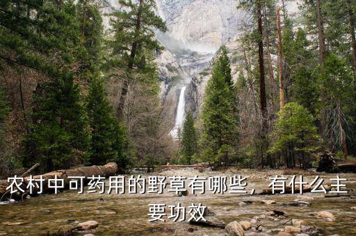 農村中可藥用的野草有哪些，有什么主要功效