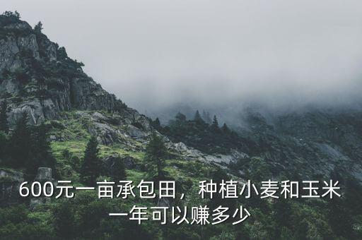 600元一畝承包田，種植小麥和玉米一年可以賺多少