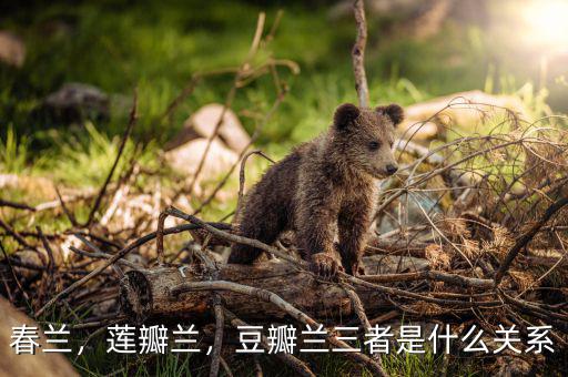 春蘭，蓮瓣蘭，豆瓣蘭三者是什么關(guān)系