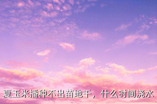 夏玉米播種不出苗地干，什么時(shí)間澆水