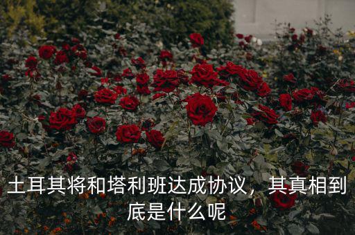 土耳其將和塔利班達(dá)成協(xié)議，其真相到底是什么呢