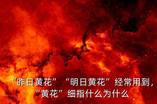 “昨日黃花”“明日黃花”經(jīng)常用到，“黃花”細(xì)指什么為什么