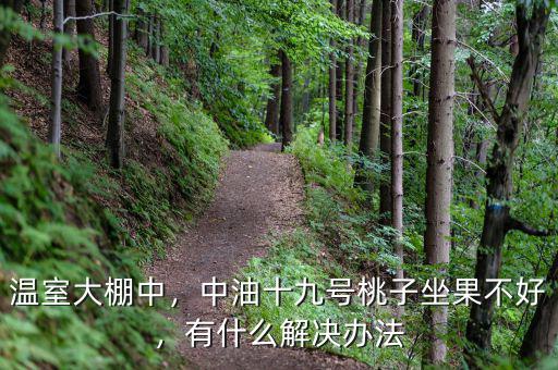 溫室大棚中，中油十九號桃子坐果不好，有什么解決辦法