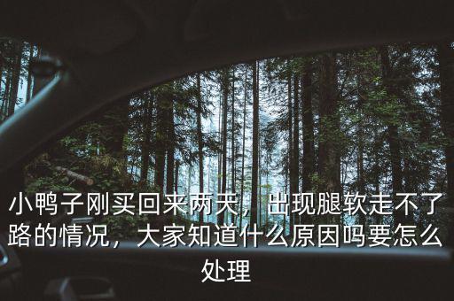 小鴨子剛買回來兩天，出現(xiàn)腿軟走不了路的情況，大家知道什么原因嗎要怎么處理