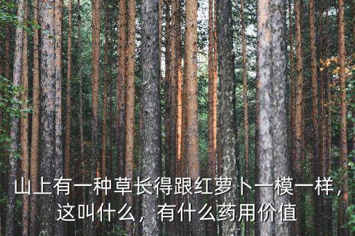 山上有一種草長得跟紅蘿卜一模一樣，這叫什么，有什么藥用價(jià)值