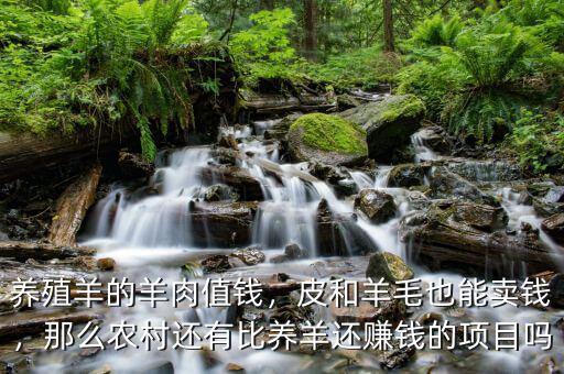 養(yǎng)殖羊的羊肉值錢，皮和羊毛也能賣錢，那么農(nóng)村還有比養(yǎng)羊還賺錢的項目嗎