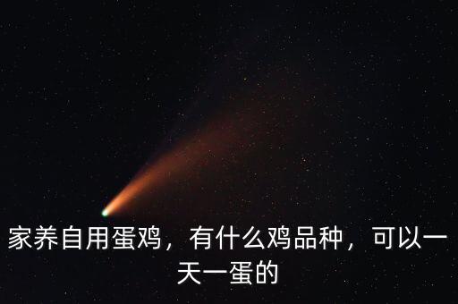 家養(yǎng)自用蛋雞，有什么雞品種，可以一天一蛋的