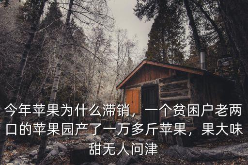 今年蘋果為什么滯銷，一個貧困戶老兩口的蘋果園產了一萬多斤蘋果，果大味甜無人問津