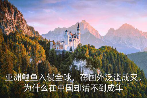 亞洲鯉魚入侵全球，在國外泛濫成災，為什么在中國卻活不到成年