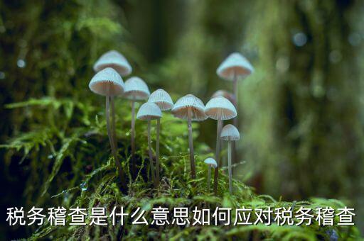 什么是稅務稽查積案，稅務稽查本指什么