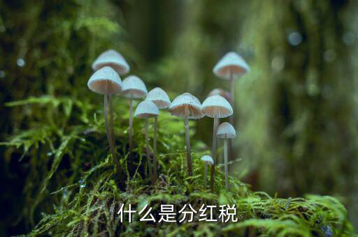 什么叫稅收紅利，什么是紅利稅企業(yè)交企業(yè)所得稅后分紅給個人還需要交個人所得稅不