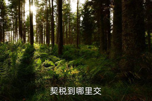契稅可以在什么地方交，契稅到哪里交