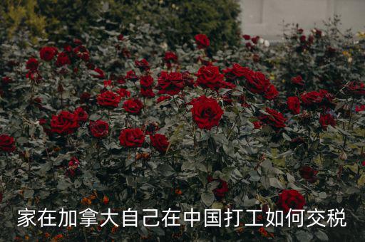 加拿大如何征稅，注冊(cè)加拿大公司怎么報(bào)稅