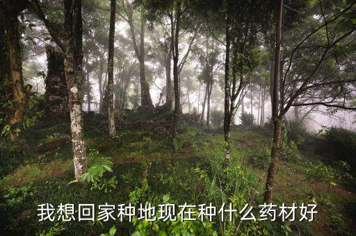 減地種什么藥財(cái)好，那位老板推薦下山地適合種什么藥材啊 耐旱收益快的最好  問