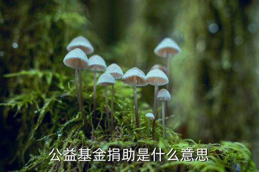 公益金是什么意思，公益基金捐助是什么意思