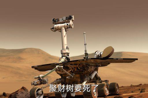 聚才樹能用什么肥，聚財樹要死了