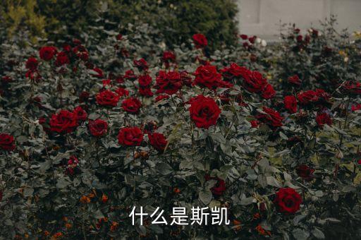 海洋核動(dòng)力平臺(tái)是什么，什么是斯凱