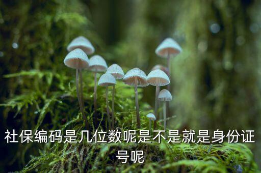 單位社保編碼14位是什么，什么是社保編號