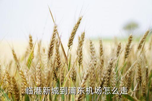  臨港新城到浦東機場怎么走