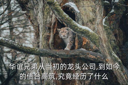  華誼兄弟從當初的龍頭公司,到如今的債臺高筑,究竟經歷了什么